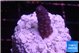 Acropora humilis full purple 2 cm WYSIWYG acclimaté