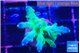 Acropora green blue ice Fijii 2-3 cm WYSIWYG acclimaté