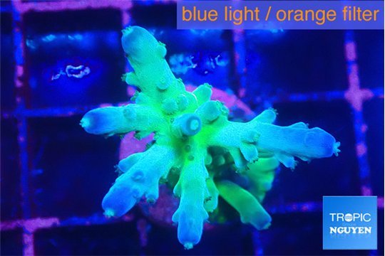 Acropora green blue ice Fijii 2-3 cm WYSIWYG acclimaté