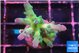 Acropora green blue ice Fijii 2-3 cm WYSIWYG acclimaté