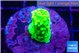 Acropora neon green 2 cm WYSIWYG acclimaté