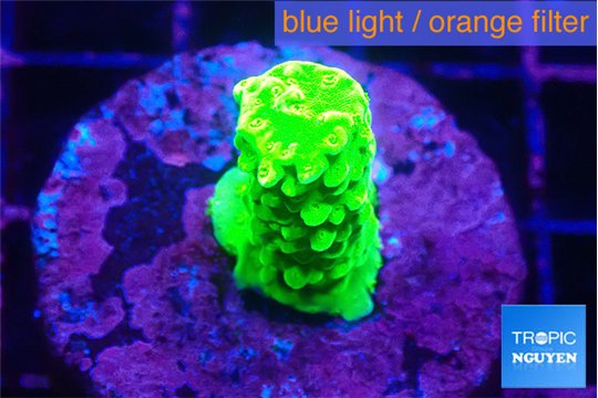 Acropora neon green 2 cm WYSIWYG acclimaté