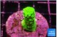 Acropora neon green 2 cm WYSIWYG acclimaté