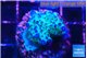 Acropora purple green 3-4 cm WYSIWYG acclimaté