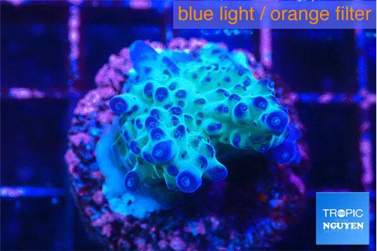 Acropora purple green 3-4 cm WYSIWYG acclimaté