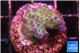 Acropora purple green 3-4 cm WYSIWYG acclimaté