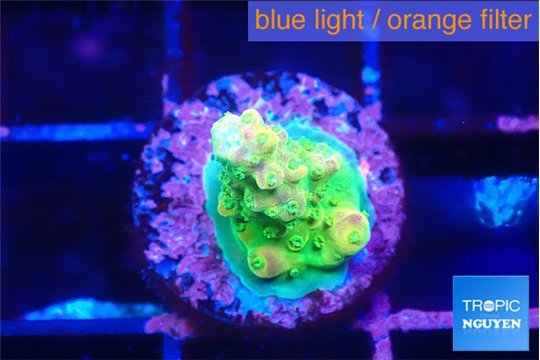 Acropora rainbow 1-2 cm WYSIWYG acclimaté