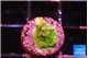 Acropora rainbow 1-2 cm WYSIWYG acclimaté