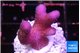 Stylophora full pink Fijii 3 cm WYSIWYG acclimaté