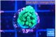 Acropora green 2 cm WYSIWYG acclimaté