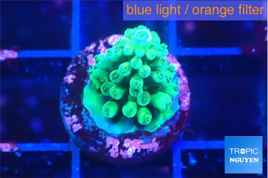 Acropora green 2 cm WYSIWYG acclimaté