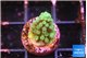 Acropora green 2 cm WYSIWYG acclimaté