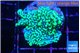 Montipora incredible hulk 3-4 cm WYSIWYG acclimaté