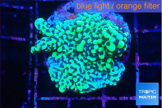 Montipora incredible hulk 3-4 cm WYSIWYG acclimaté
