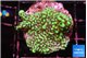 Montipora incredible hulk 3-4 cm WYSIWYG acclimaté