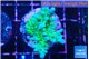 Acropora green blue ice Fijii 3-4 cm WYSIWYG acclimaté