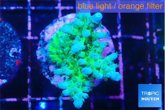 Acropora green blue ice Fijii 3-4 cm WYSIWYG acclimaté