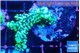 Montipora incredible hulk 3-4 cm WYSIWYG acclimaté