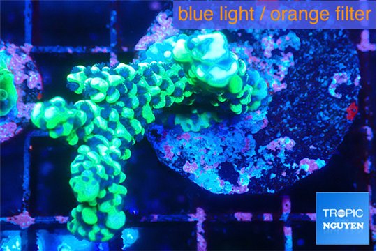 Montipora incredible hulk 3-4 cm WYSIWYG acclimaté