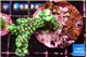 Montipora incredible hulk 3-4 cm WYSIWYG acclimaté
