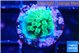 Acropora green 1-2 cm WYSIWYG acclimaté