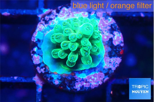 Acropora green 1-2 cm WYSIWYG acclimaté
