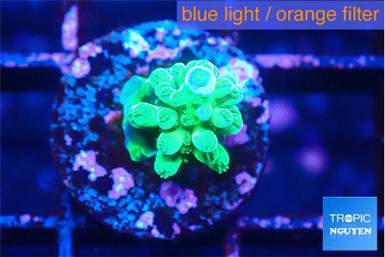Acropora green 1-2 cm WYSIWYG acclimaté