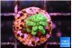 Acropora green 1-2 cm WYSIWYG acclimaté