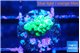 Acropora green 1-2 cm WYSIWYG acclimaté