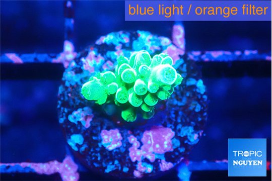 Acropora green 1-2 cm WYSIWYG acclimaté
