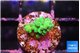 Acropora green 1-2 cm WYSIWYG acclimaté