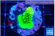 Acropora neon green 2-3 cm WYSIWYG acclimaté