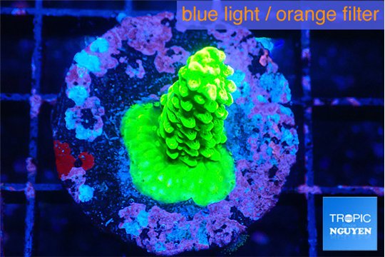Acropora neon green 2-3 cm WYSIWYG acclimaté