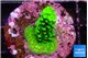 Acropora neon green 2-3 cm WYSIWYG acclimaté