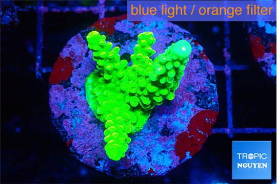 Acropora neon green 3 cm WYSIWYG acclimaté