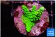 Acropora neon green 3 cm WYSIWYG acclimaté