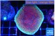 Montipora purple & blue polyps 4-5 cm WYSIWYG acclimaté