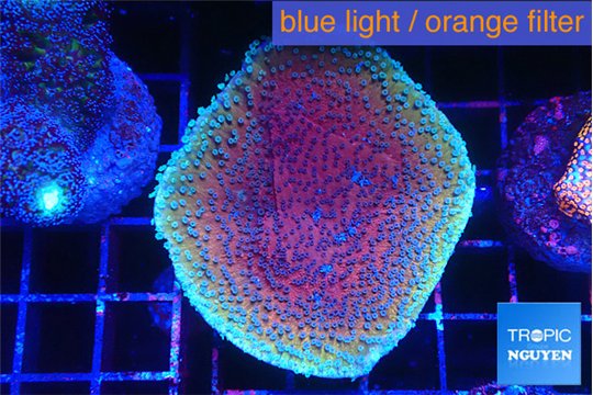 Montipora purple & blue polyps 4-5 cm WYSIWYG acclimaté