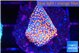Montipora fruity 2 cm WYSIWYG acclimaté