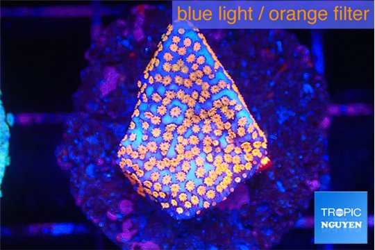 Montipora fruity 2 cm WYSIWYG acclimaté