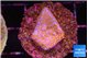 Montipora fruity 2 cm WYSIWYG acclimaté