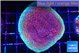 Montipora purple & blue polyps 4-5 cm WYSIWYG acclimaté