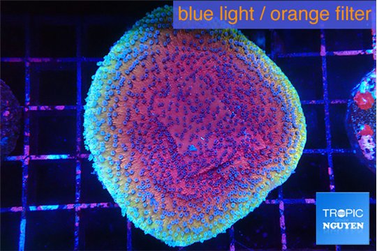 Montipora purple & blue polyps 4-5 cm WYSIWYG acclimaté