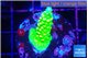 Acropora neon green 2-3 cm WYSIWYG acclimaté