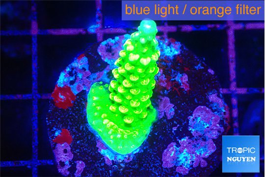 Acropora neon green 2-3 cm WYSIWYG acclimaté