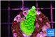 Acropora neon green 2-3 cm WYSIWYG acclimaté