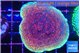 Montipora purple & blue polyps 4-5 cm WYSIWYG acclimaté