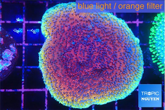 Montipora purple & blue polyps 4-5 cm WYSIWYG acclimaté