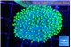 Sarcophython full neon green polyps Australia 3-4 cm WYSIWYG acclimaté
