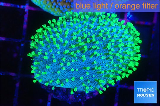 Sarcophython full neon green polyps Australia 3-4 cm WYSIWYG acclimaté